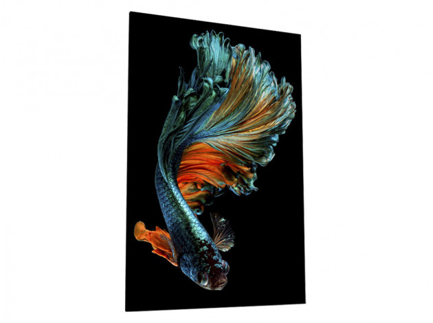 Картина Картина на стекле 40х60 "Бойцовая рыбка 1", арт. WB-02-63-04