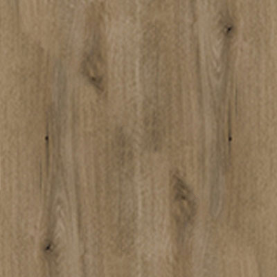 Дуб Эвок прибрежный