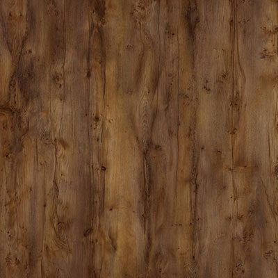 Таксония шоколадная