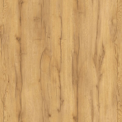 Дуб золотистый