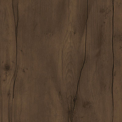 Таксония шоколадная