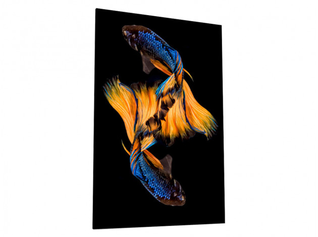 Картина Картина на стекле 40х60 "Бойцовая рыбка 2", арт. WB-02-64-04