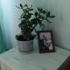 Фиеста Комби отзывы фото 56567